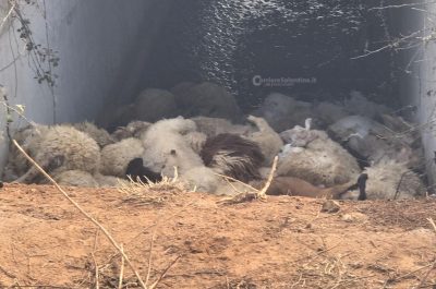Gregge fugge inseguito da un branco di cani randagi, cade in un canalone: 100 pecore morte - Corriere Salentino