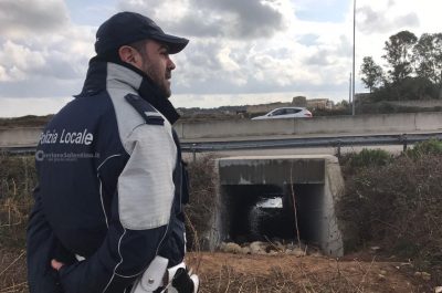 Gregge fugge inseguito da un branco di cani randagi, cade in un canalone: 100 pecore morte - Corriere Salentino