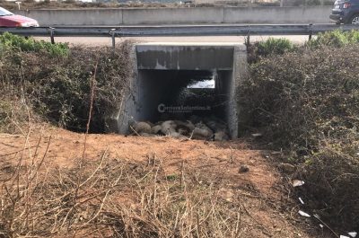 Gregge fugge inseguito da un branco di cani randagi, cade in un canalone: 100 pecore morte - Corriere Salentino