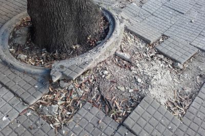 Viale Oronzo Quarta a Lecce: buche, dossi e alberi non potati. D'Agata: "Immagine negativa per il Salento" - Corriere Salentino