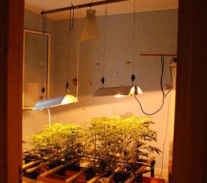 Serra per la marijuana con l'energia rubata: arrestato 35enne di Nardò - Corriere Salentino