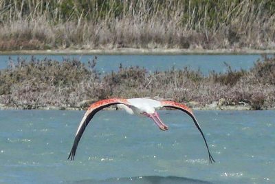 Le meraviglie tra Porto Cesareo e Torre Colimena: i fenicotteri e l'acqua cristallina - Corriere Salentino