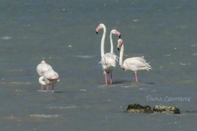 Le meraviglie tra Porto Cesareo e Torre Colimena: i fenicotteri e l'acqua cristallina - Corriere Salentino