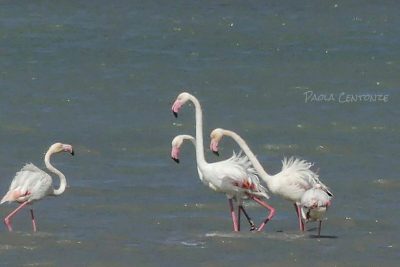 Le meraviglie tra Porto Cesareo e Torre Colimena: i fenicotteri e l'acqua cristallina - Corriere Salentino