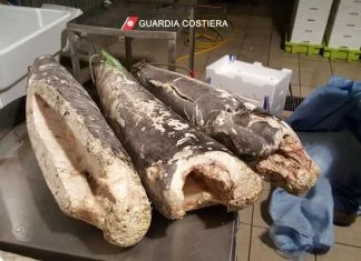 Gallipoli: la Guardia Costiera sequestra mezzo quintale di pesce spada senza etichettatura