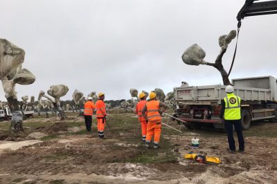 Tap: cominciato espianto degli ulivi, proteste degli attivisti e dei sindaci salentini - Corriere Salentino
