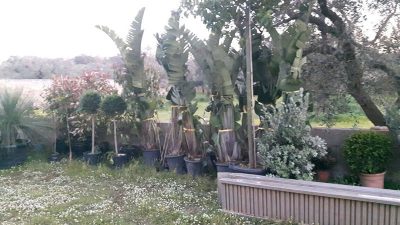 Furto in un vivaio, ladri via con 30mila euro di piante e arbusti - Corriere Salentino