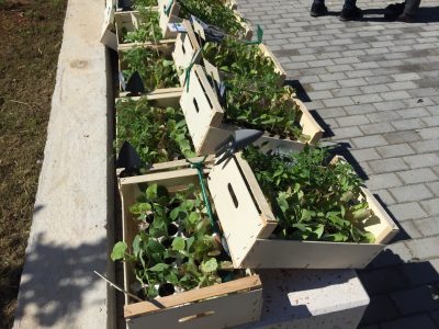 Orto di Esopo, ai residenti della zona di piazzale Sondrio delle aree da coltivare - Corriere Salentino