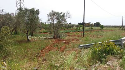 Auto contro ulivo sulla Casarano-Ugento, un ferito in codice rosso in ospedale - Corriere Salentino