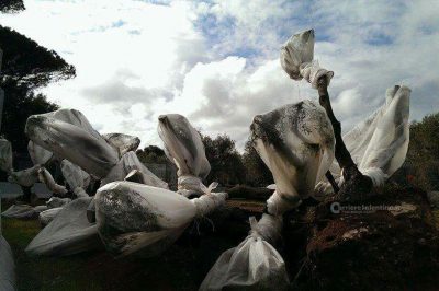 Tap: rimosse alcune barricate dalle strade per salvare gli ulivi espiantati nei giorni scorsi - Corriere Salentino