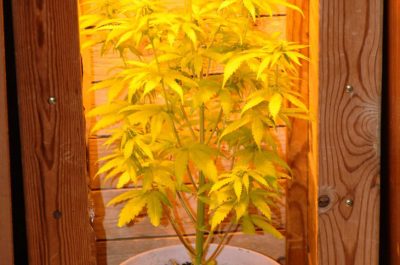 In casa con "estranei" ed una serra per la marijuana: denunciato - Corriere Salentino