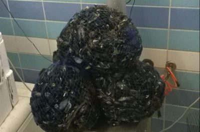 Prodotti ittici in cattivo stato di conservazione, scatta il sequestro della Guardia Costiera - Corriere Salentino