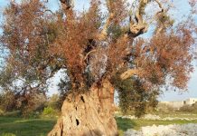 venti milioni di ulivi perduti in salento, flai cgil puglia e alpaa puglia: “riconoscere l’area di crisi agricola per salvare il territorio” Ambiente - Corriere Salentino