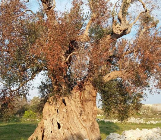 Venti milioni di ulivi perduti in Salento, Flai Cgil Puglia e Alpaa Puglia: “Riconoscere l’area di crisi agricola per salvare il territorio”