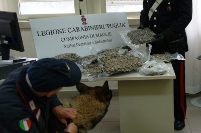 Nel Salento per cercare lavoro, in casa 11 chili di "erba": arrestati due fidanzati - Corriere Salentino