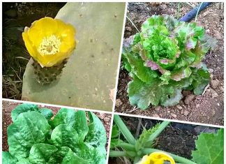 Vivere senza supermercato, una sfida possibile all’insegna di uno stile di vita sostenibile