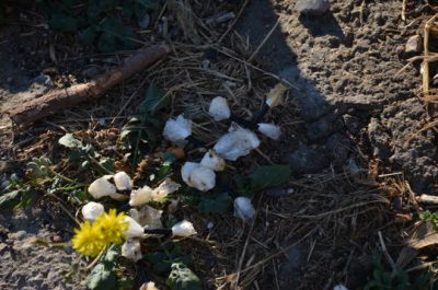 Si disfa della droga gettandola nel wc, ma i Carabinieri la recuperano, in manette 30enne - Corriere Salentino