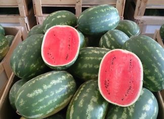 Tonnellate di angurie greche spacciate per italiane: il Riesame annulla il sequestro