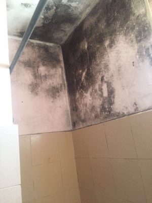 Il degrado delle case popolari di Parabita, muffa sui muri e interni cadenti. Non c'è un Piano di ristrutturazione - Corriere Salentino