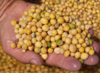 Il 63% dei pugliesi consuma i legumi più volte alla settimana