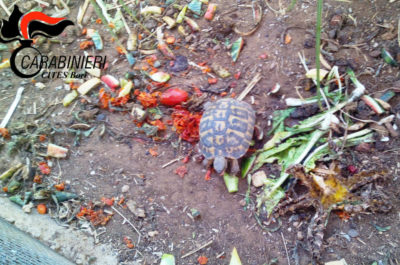 Tartarughe e pappagalli in via di estinzione rinchiusi in gabbie nel giardino: scatta una denuncia a Castrignano - Corriere Salentino