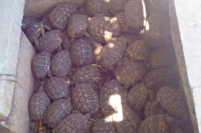 Tartarughe e pappagalli in via di estinzione rinchiusi in gabbie nel giardino: scatta una denuncia a Castrignano - Corriere Salentino