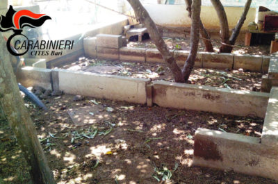 Tartarughe e pappagalli in via di estinzione rinchiusi in gabbie nel giardino: scatta una denuncia a Castrignano - Corriere Salentino