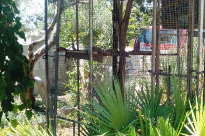 Tartarughe e pappagalli in via di estinzione rinchiusi in gabbie nel giardino: scatta una denuncia a Castrignano - Corriere Salentino