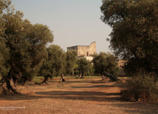 Coldiretti Puglia, boom furti in campagna di mezzi agricoli, ulivi e mandorli: 300milioni danni in 1 anno