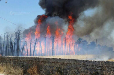 "Inferno" alla periferia di Racale, oltre 500 palme distrutte dalle fiamme alte fino a 20 metri - Corriere Salentino