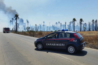 "Inferno" alla periferia di Racale, oltre 500 palme distrutte dalle fiamme alte fino a 20 metri - Corriere Salentino