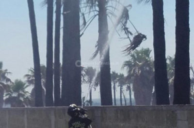 "Inferno" alla periferia di Racale, oltre 500 palme distrutte dalle fiamme alte fino a 20 metri - Corriere Salentino