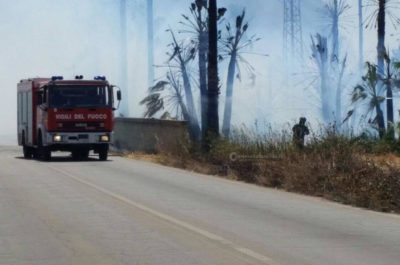 "Inferno" alla periferia di Racale, oltre 500 palme distrutte dalle fiamme alte fino a 20 metri - Corriere Salentino