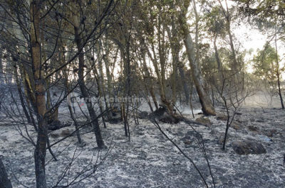 Fiamme alla periferia di Lecce, bruciano una pineta e una distesa di sterpaglie - Corriere Salentino
