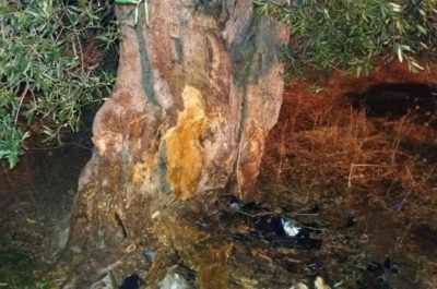 Schianto contro un ulivo, poi l'auto si incendia: muore 19enne - Corriere Salentino