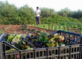 “Il pane e le rose”, domani l’elogio della condivisione e la presentazione del progetto del primo mulino di comunità della Puglia