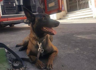 Sisma a Ischia, da Lecce partite le unità cinofile dei Vigili del Fuoco per i soccorsi
