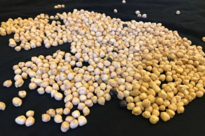Il Cece di Nardò è Pat, importante riconoscimento per il legume neretino - Corriere Salentino
