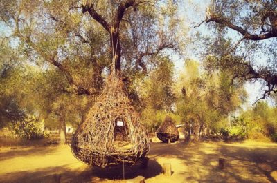 Dormire in un nido come gli uccelli? In Salento si può, in un uliveto secolare di 5500 ettari! - Corriere Salentino