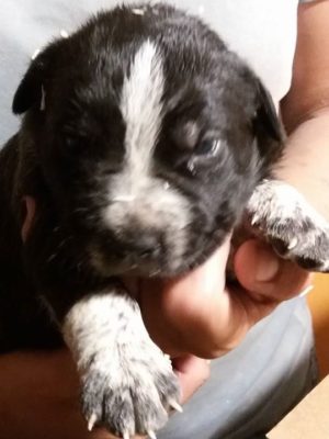 Cuccioli abbandonati nella spazzatura a Frigole cercano casa. La denuncia dei volontari e dei residenti - Corriere Salentino