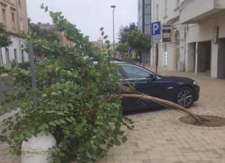 Via Leuca, lo Sportello dei Diritti: “Alle prime raffiche di vento cadono gli alberelli piantati dopo i lavori di rinnovamento”