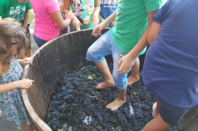 A Cellino San Marco anche i bambini vendemmiano - Corriere Salentino