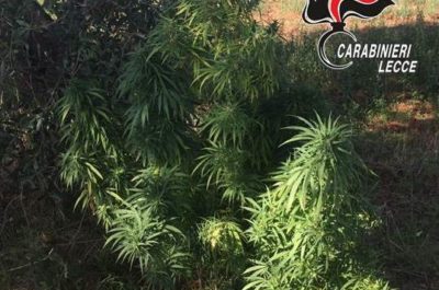 Coltivava marijuana nel giardino di casa, arrestato 38enne di Galatina - Corriere Salentino