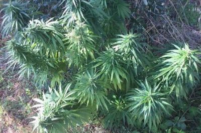 Coltivava marijuana nel giardino di casa, arrestato 38enne di Galatina - Corriere Salentino