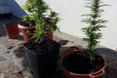 Marijuana, hashish e tre piante di “erba” in casa: 27enne ai domiciliari - Corriere Salentino