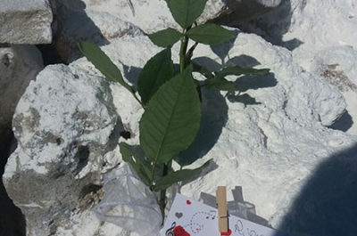 Dolore e rabbia, in tanti piangono per Noemi - Corriere Salentino