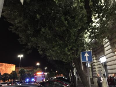 I vigili del fuoco salvano un gattino intrappolato su un albero in Viale Lo Re - Corriere Salentino