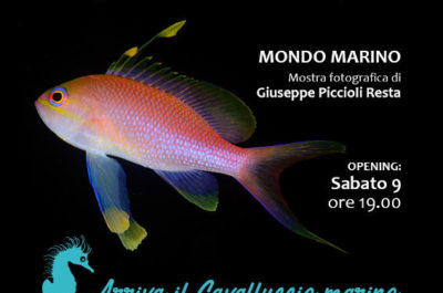 Festa del mare all'Acquario del Salento di Santa Maria al Bagno - Corriere Salentino