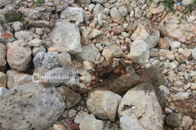 Omicidio Noemi: indagato fidanzato insieme al padre - Corriere Salentino