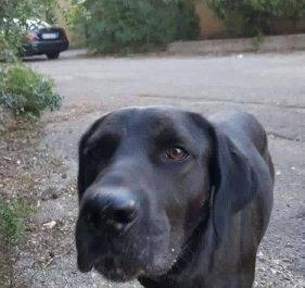 Dalle strade di San Cataldo al canile: Bubi cerca casa - Corriere Salentino